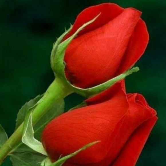 Profile photo of sakyaperera