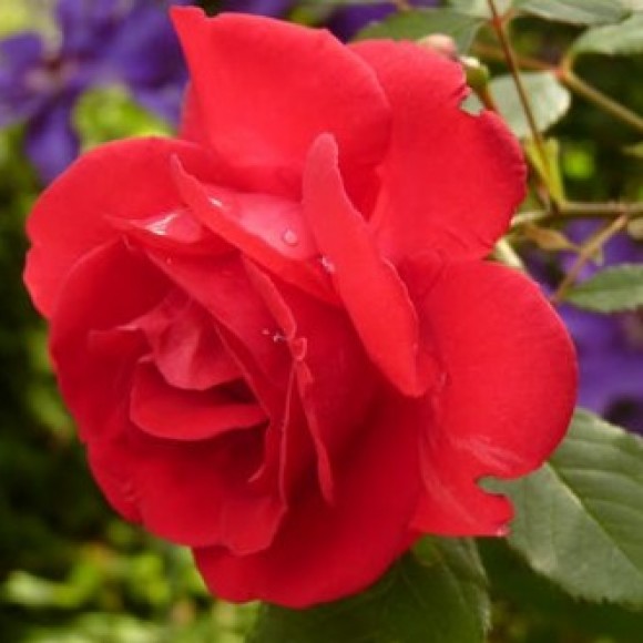 Profile photo of nilushi silva