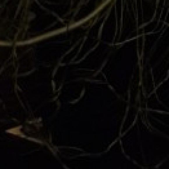 Profile photo of Lakmal