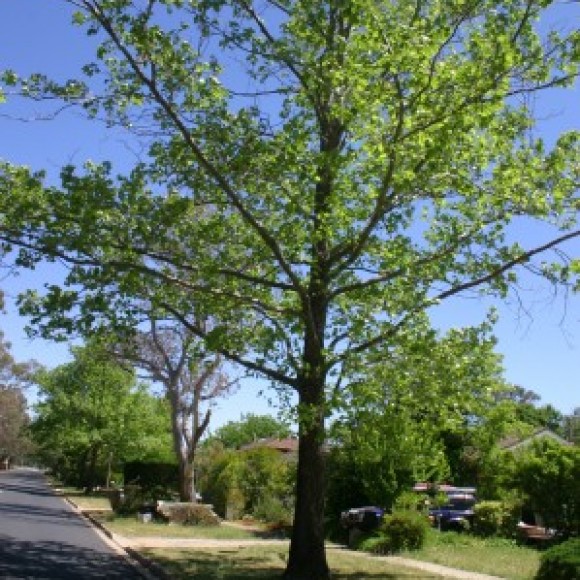 Profile picture of dilanka guruge