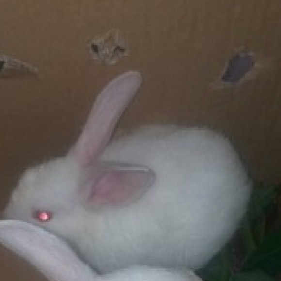 Profile photo of R gayani