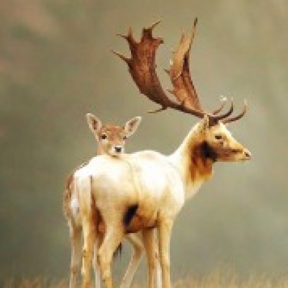 Profile picture of CHATHURANGA SIRIWARDANA