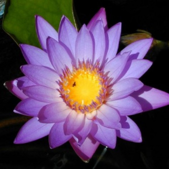 Profile picture of kumara