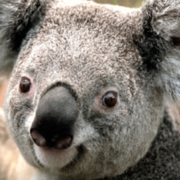 Profile picture of nuwan perera