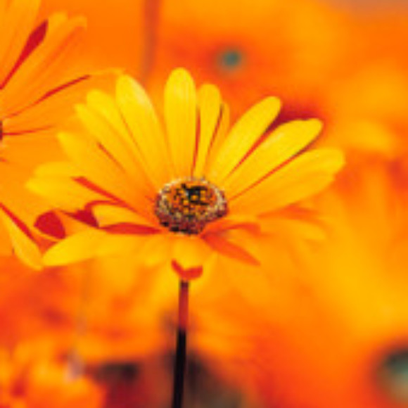 Profile photo of Brown male