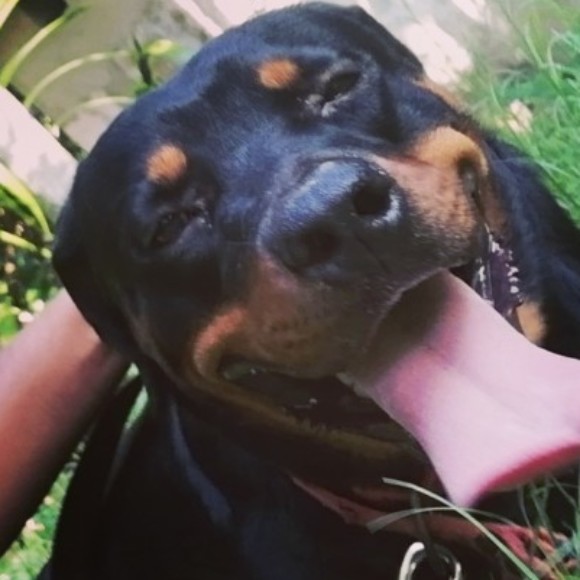 Profile picture of udeshk