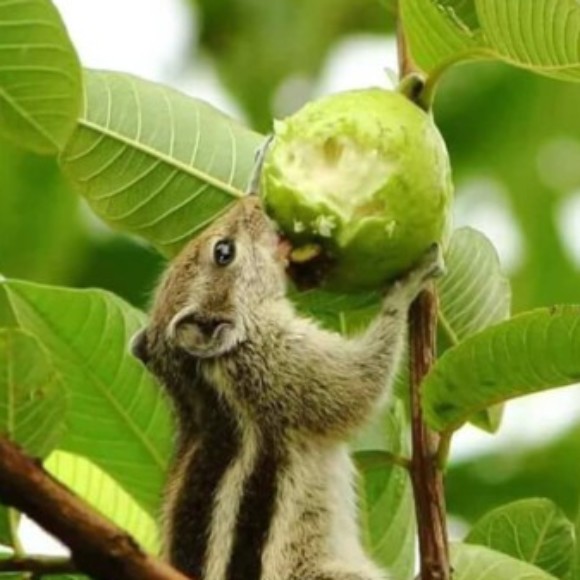 Profile picture of Rifan