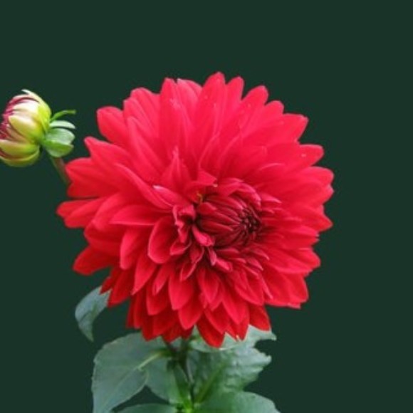 Profile photo of Priyanka_Shesh