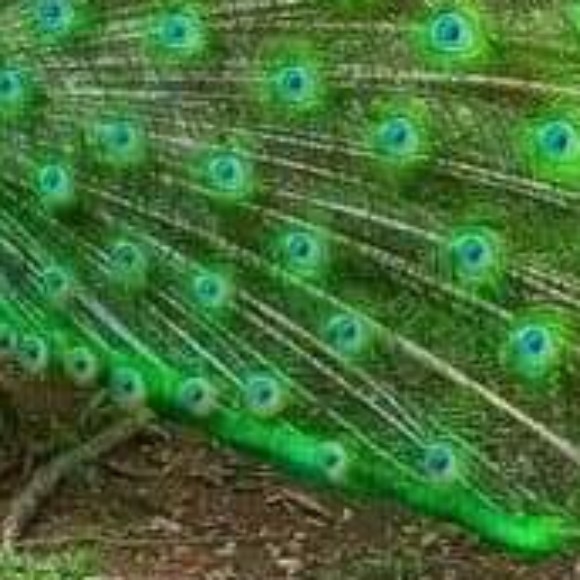 Profile photo of Madusanka