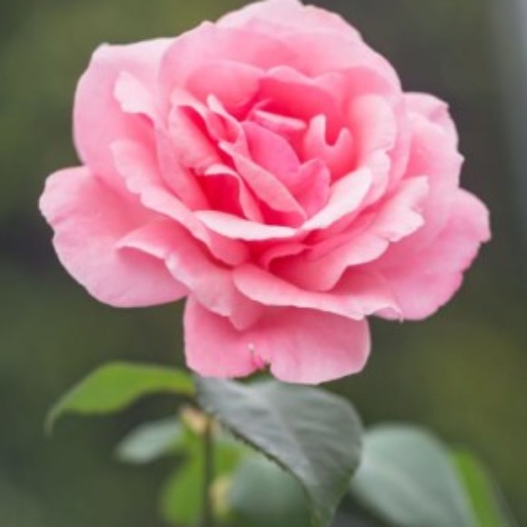 Profile photo of hind rafik