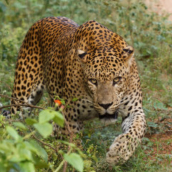 Profile photo of Ishan