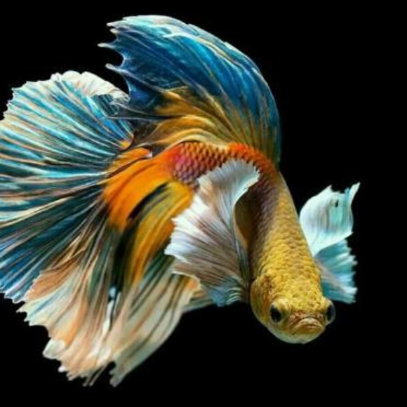 Profile picture of Vihanga shanuka