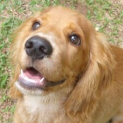 Profile photo of Adrian Fernando