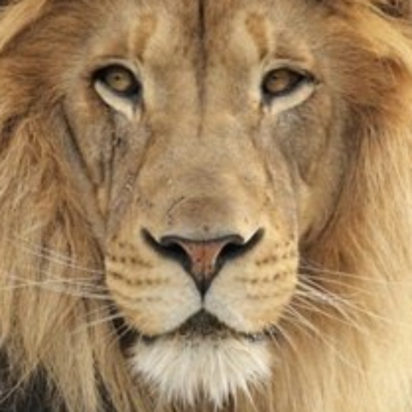 Profile picture of Sandaruwan