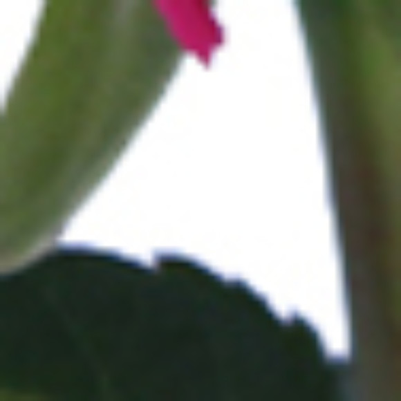 Profile picture of Thushari silva