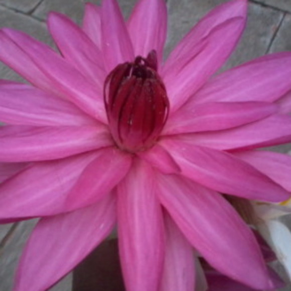 Profile picture of samsung saam