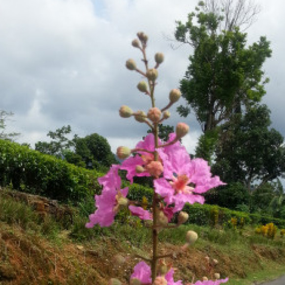 Profile picture of thushara