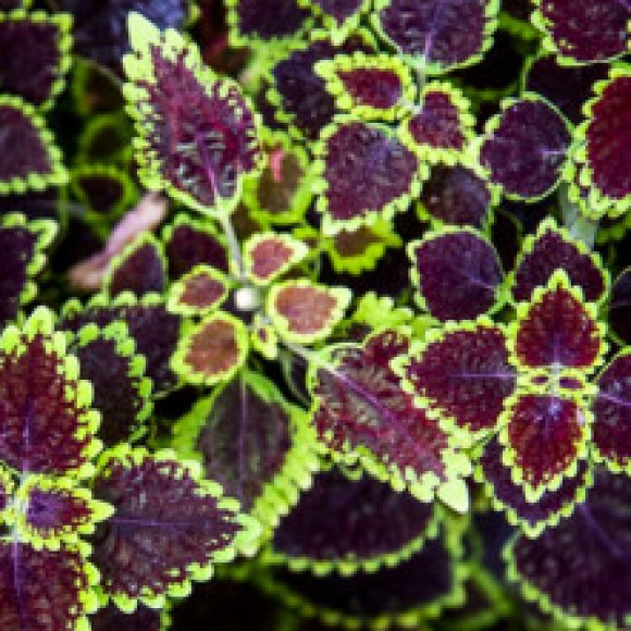 Profile photo of hansini nirosha