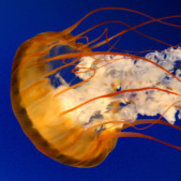 Profile picture of nethmika denuwan