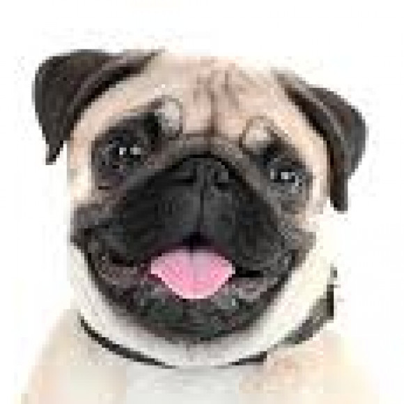 Profile photo of niroshinie