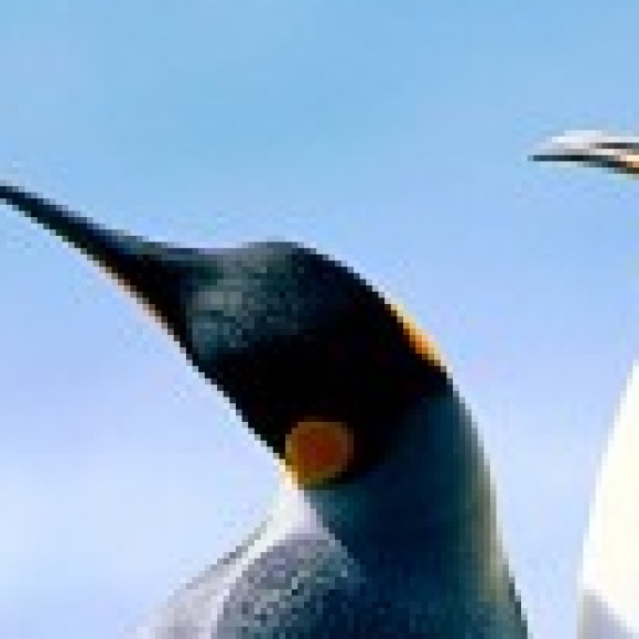 Profile picture of areyadasa