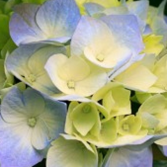 Profile photo of shaminda