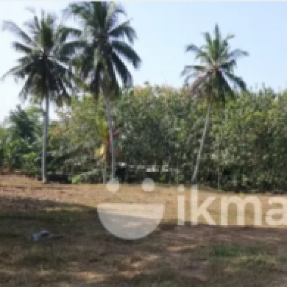 Profile photo of Hasitha