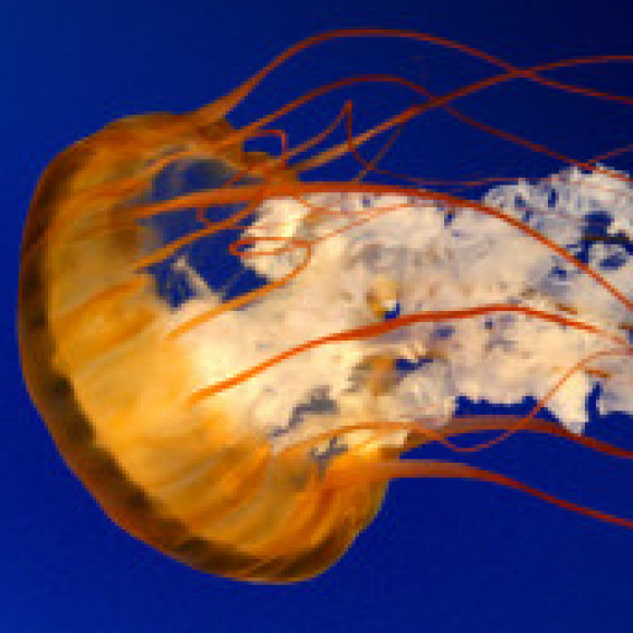 Profile picture of davshan123