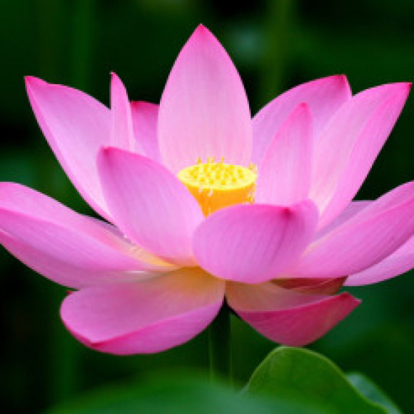 Profile picture of madhu stark