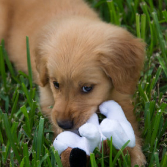 Profile photo of Nuwan