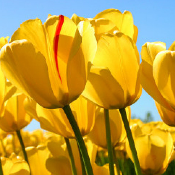 Profile picture of kjs