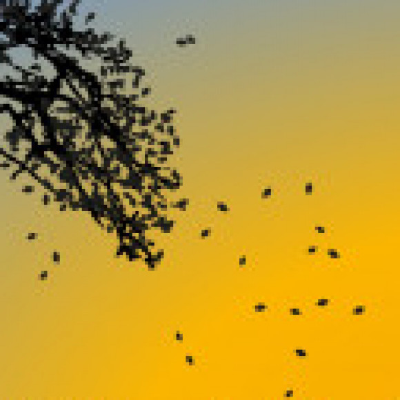 Profile picture of hirus perera