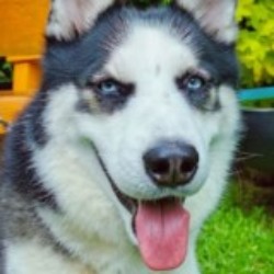 Profile picture of Sanjeewa