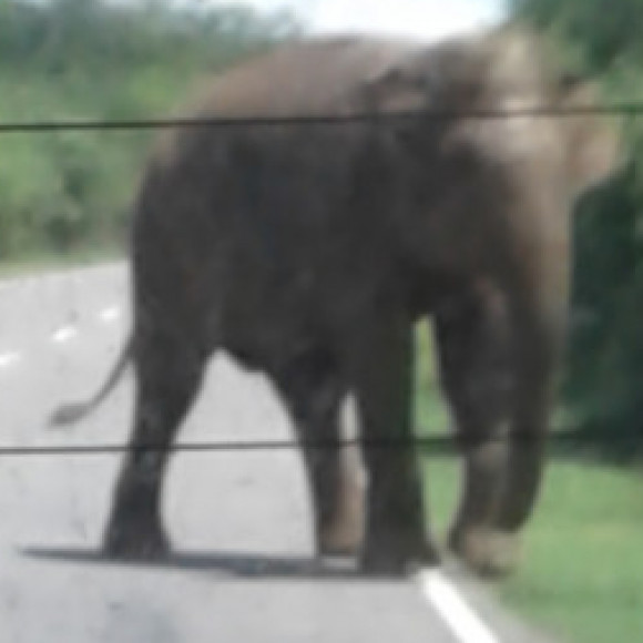 Profile photo of Chamara Weerathunga