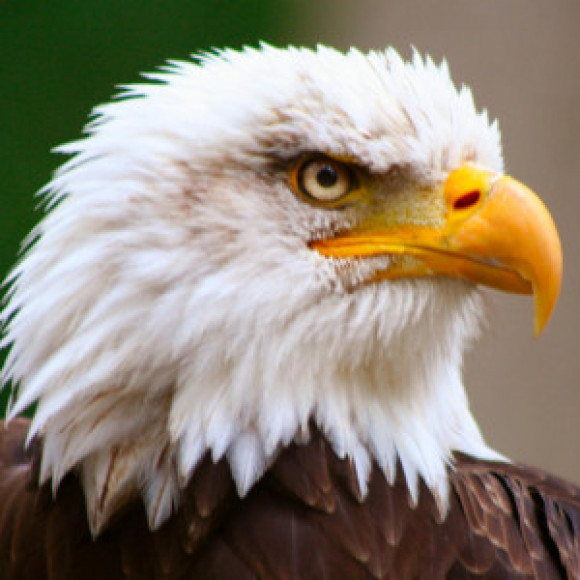 Profile picture of dkbil