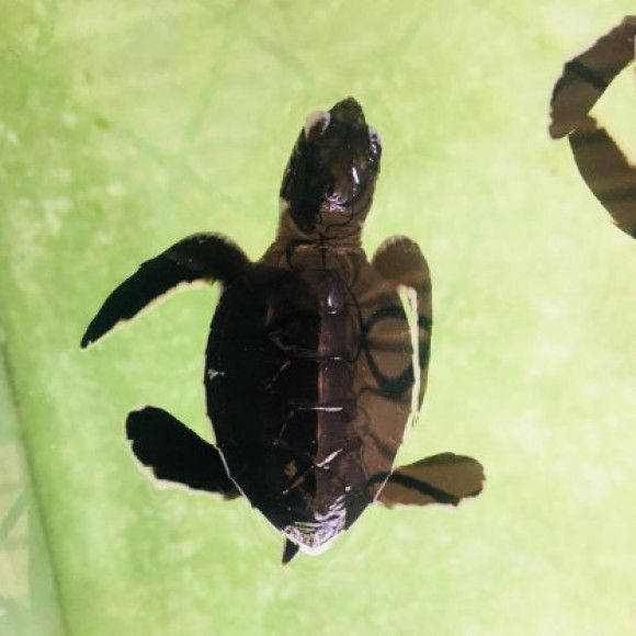 Profile picture of Chathuranga