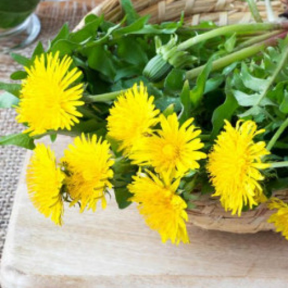 Profile picture of Ishan de parera