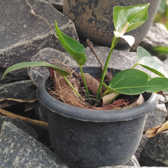 Profile photo of Don