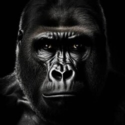 Profile photo of Pam Rock