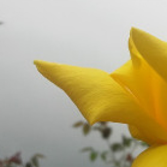 Profile photo of pra18