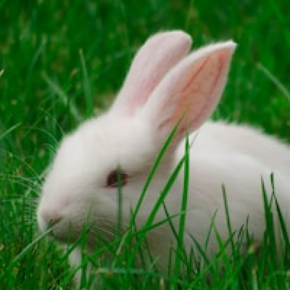 Profile picture of Iresh