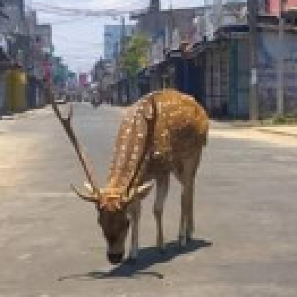 Profile photo of Nirojan