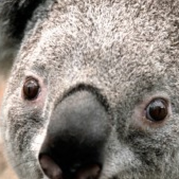 Profile picture of nishan Weerasinghe