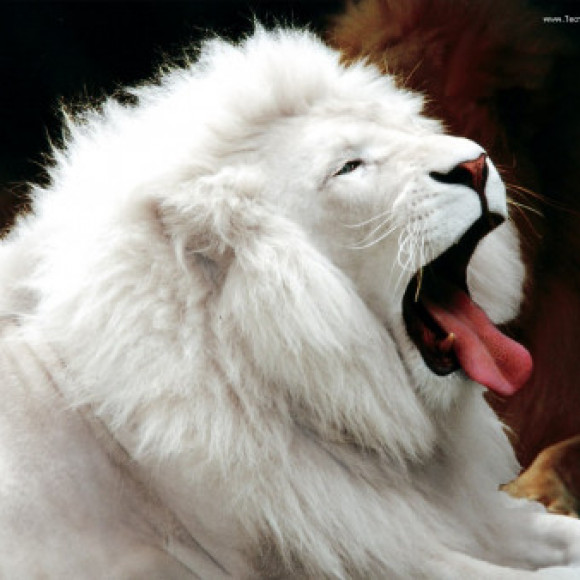 Profile picture of Harshana Ishantha