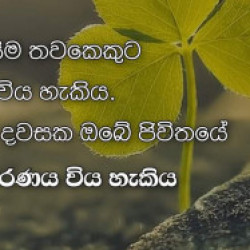 Profile photo of Ruwankumara