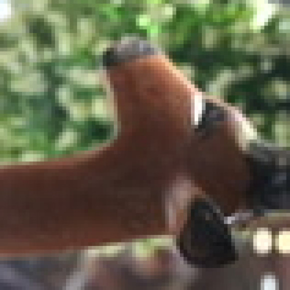 Profile photo of Myryde