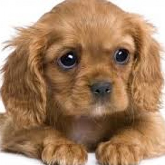 Profile photo of adara viraj