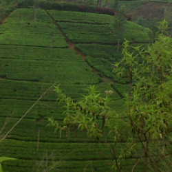 Profile picture of Nandana