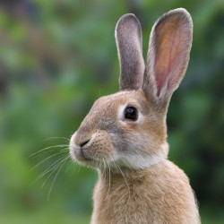 Profile picture of Kalani