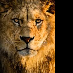 Profile picture of Kevin